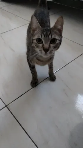 Doação de gato