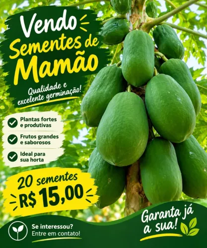 Semente de mamão papaya
