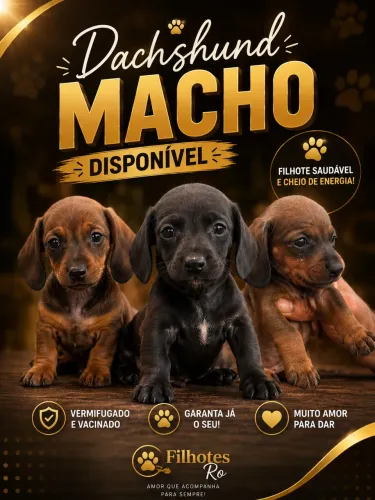 dachshund MACHO