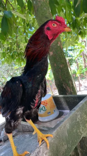 Galo de raça