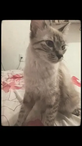 Doação de gatos