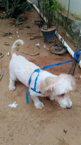 Doação pet