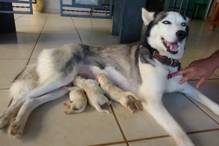 DOAÇÃO DE HUSKY SIBERIANO - ZAP + *26