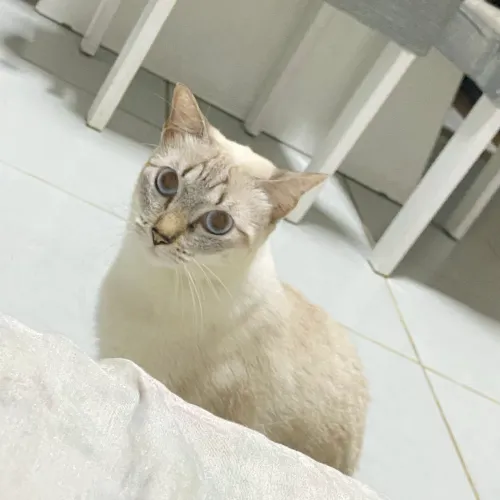 Doação Gata Fêmea já castrada