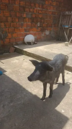 Porco macho 4-6 meses