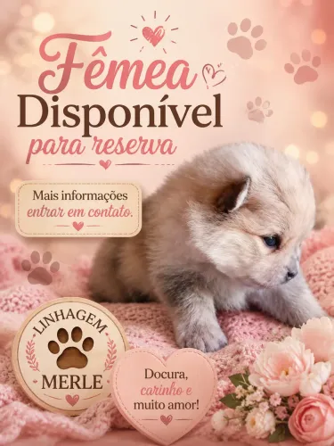 spitz fêmea 