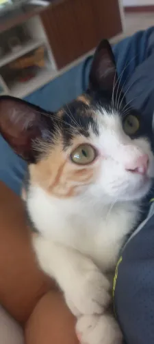 gato