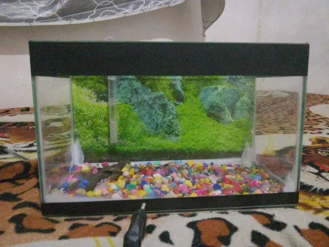 VENDO UM AQUÁRIO COMPLETO 