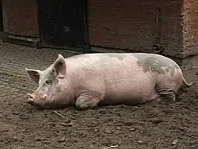 Doando um porco entre em contato *