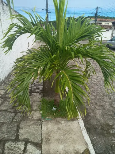 Vander planta