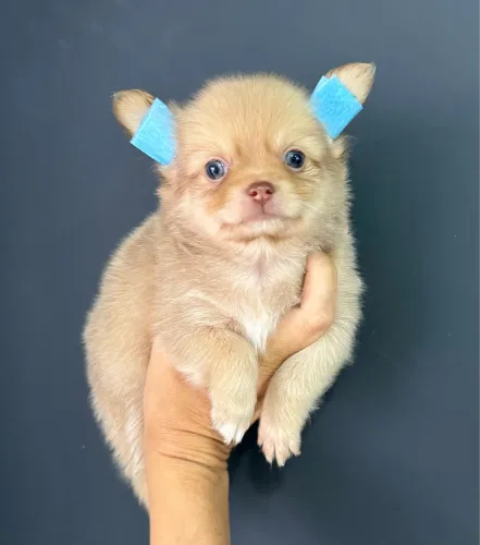 Chihuahua mini cor Isabela Pelo longo um fofo até 12x no cartão