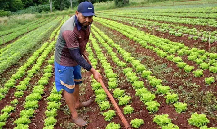 Arrendo terras em Guaraciaba do Norte p/ plantação