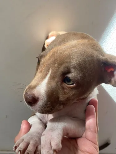 Pitbull fêmea e macho 