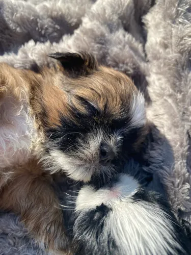 Shihtzu machinho marrom