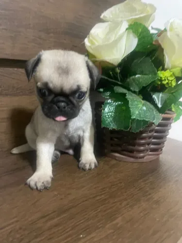 Pug Mini fêmea