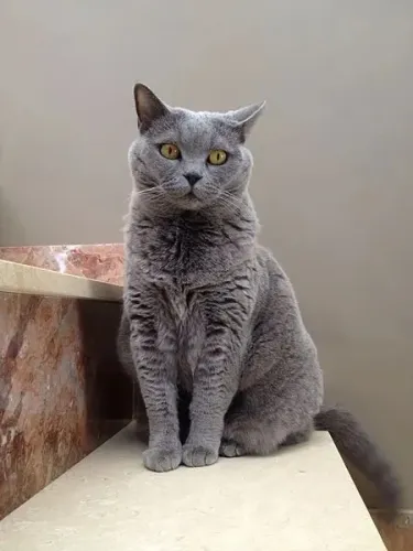 Gato inglês