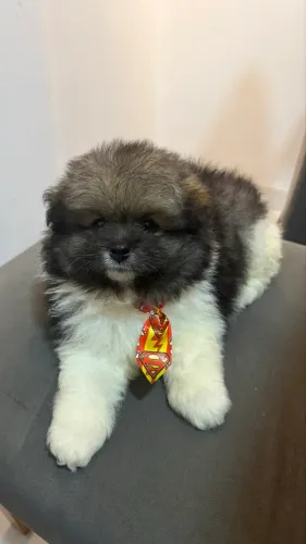 Spitz alemão Lulu da pomerânia