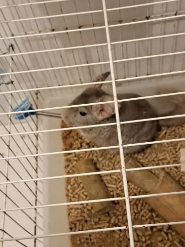 Chinchila macho