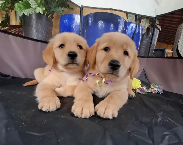 GOLDEN RETRIEVER 