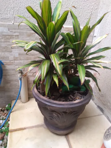 Por 50. - Vaso com planta