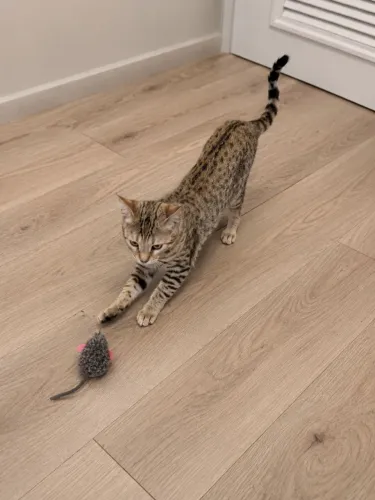 Gato Bengal