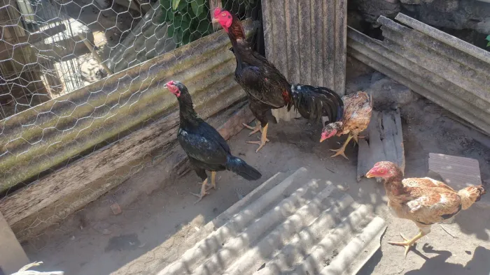 Estou me desfazendo dos animais por falta de tempo