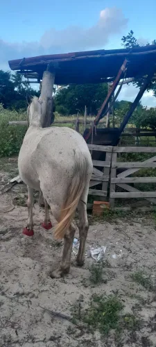 Egua para vender