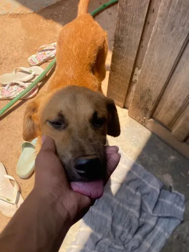 Doa-se cachorro