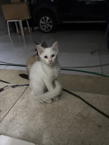 ADOÇÃO RESPONSÁVEL DE GATINHO 