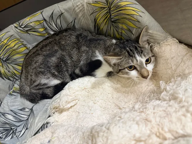 DOAÇÃO DE GATINHOS 