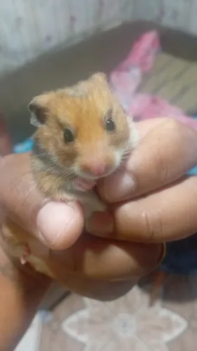 Hamster