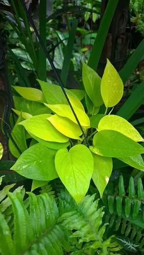 Mudas de Plantas: Jiboia Neon