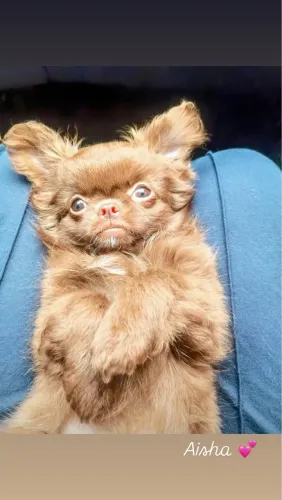 Chihuahua chocolate fêmea