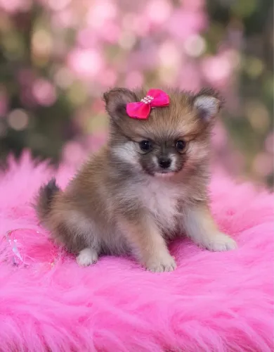 Lulu da Pomerania (Spitz alemão anão ) Fêmea