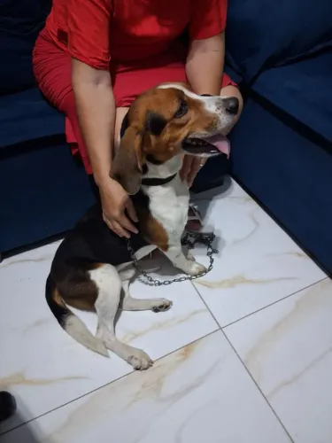 Cachorro Beagle (bigo)