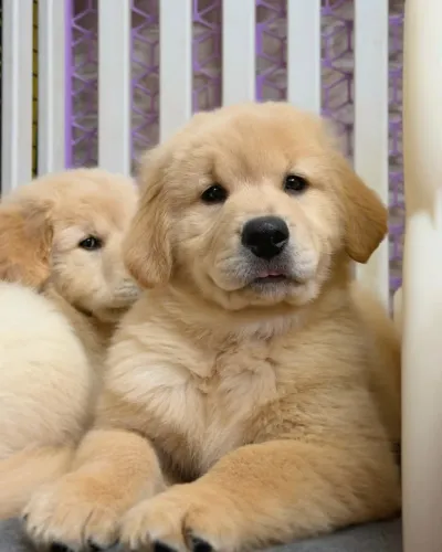 Lindos Golden Retriever Vacinados