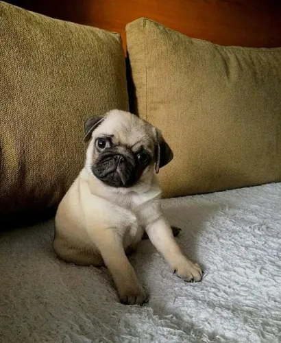 Filhotes de pug comportamento de ouro e gordinho