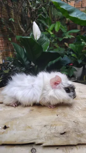 Vendo porquinho da india 