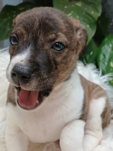 Filhote porte pequeno mestico Jack Russel para adoção em Ribeirão 