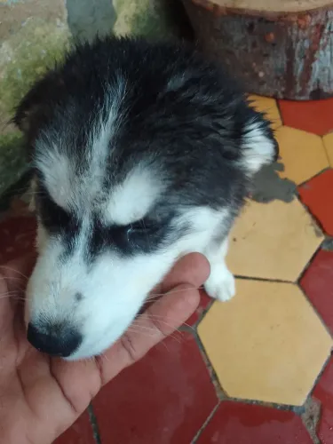 Vendo um hask siberiano macho com 75 dias valor 5000 reas