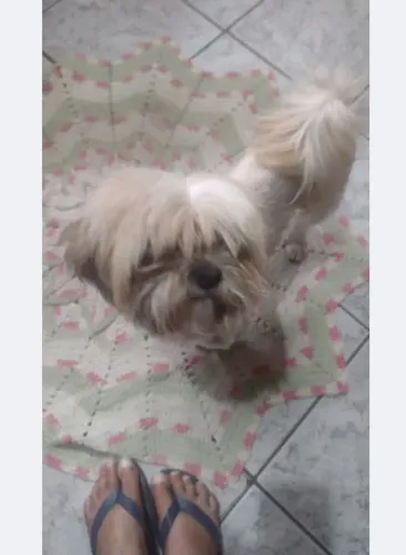 Vende linda fêmea shistsu 1 ano 2 mês valor 500