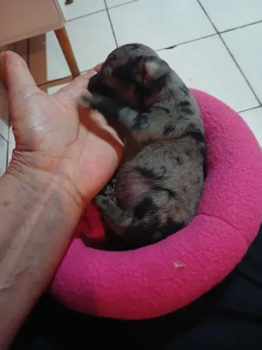Pinscher alerquin para venda