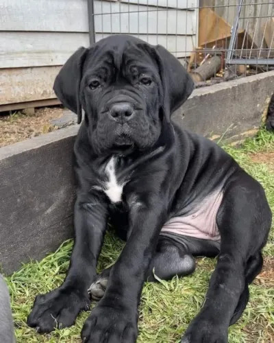 Cane Corso Companhia que se torna indispensável