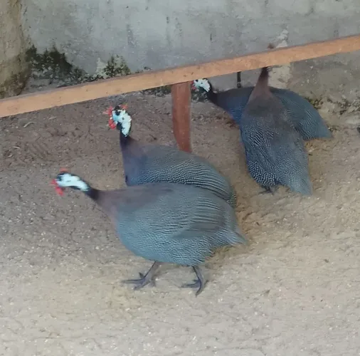 Guiné marcho