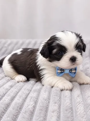 Shih tzu pronto pra ser reservado machinho