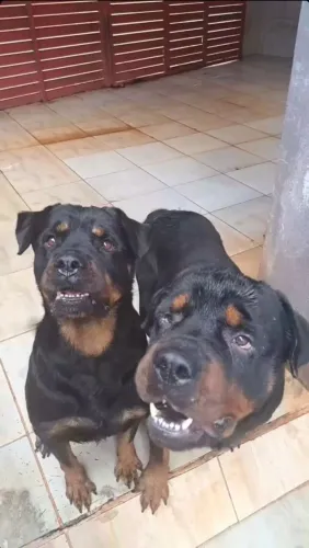 Rottweiler macho disponível para cruzar 