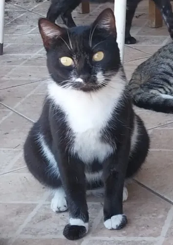 Linda Gata Frajola castrada para adoção - Rio de Janeiro