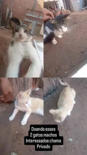 Doando gatos