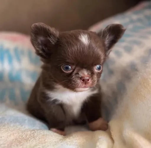Chihuahua Pêlo Longo Macho!! Linhagem Chocolate.