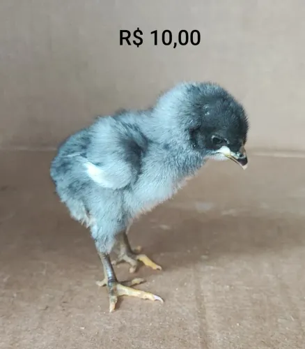 Pintinhos - Diversos tamanhos à partir de 10 reais